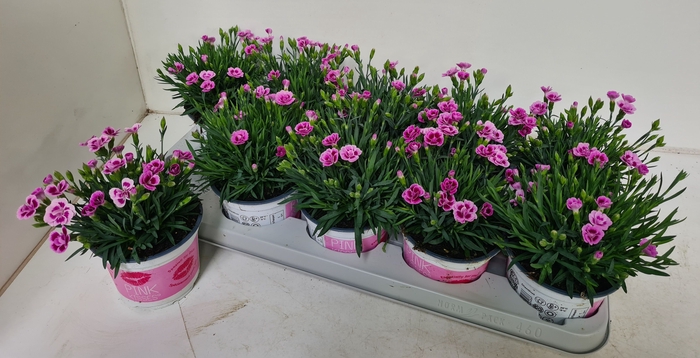 <h4>DIAN DI PINK KISSES</h4>