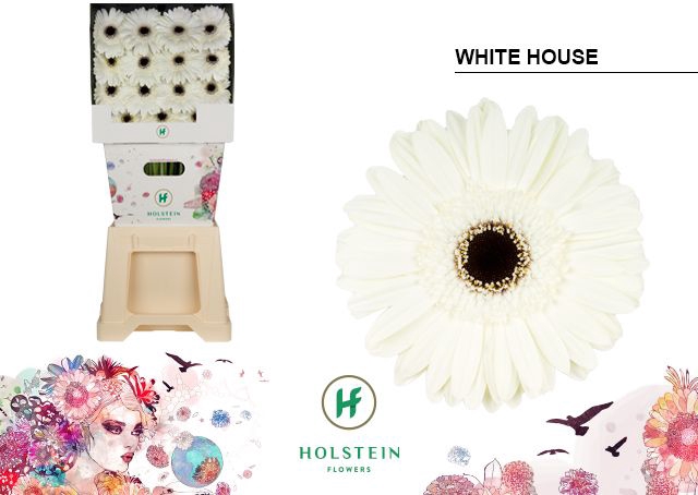 <h4>Gerbera White House Diamond</h4>