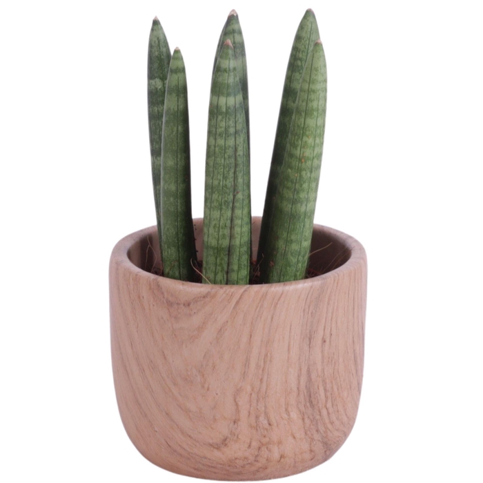 <h4>Sansevieria Cylindrica Straight 7 Leaf in Ø11cm Ceramic NT565</h4>