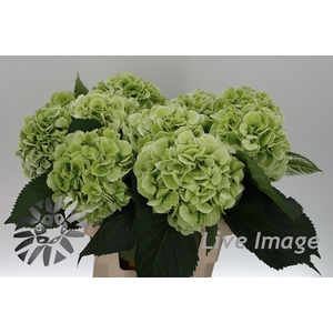 Hydrangea schneeball classic