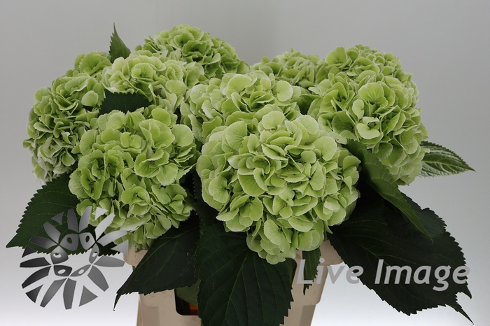 <h4>Hydrangea schneeball classic</h4>