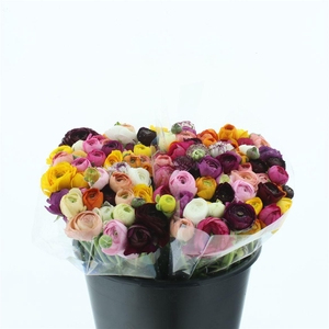 Ran El Sr Mix In Bunch Extra