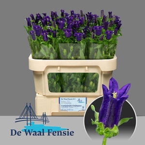 Camp M Champion Blue