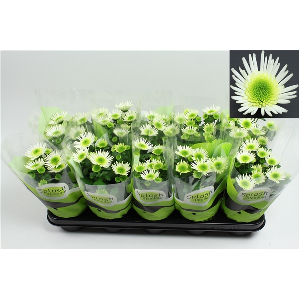 <h4>Chrysant Splash Meadow 2-2 Pot 12</h4>