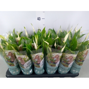 Spathiphyllum  'Chopin'
