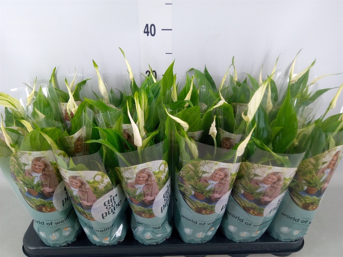 <h4>Spathiphyllum  'Chopin'</h4>