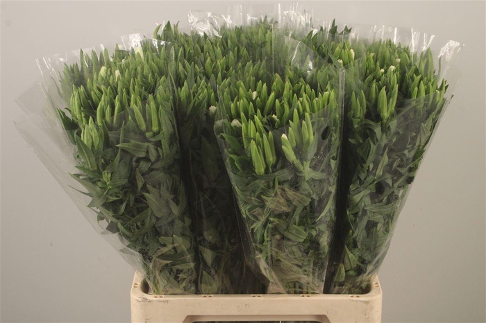 <h4>Clarkia Am Gr White</h4>