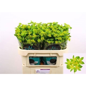 Bupleurum Griffithii