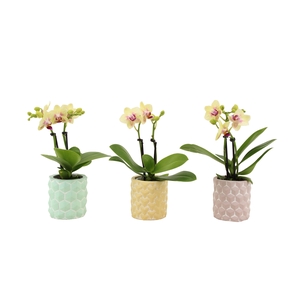 3D Keramiek Tiny Dolls Geel 2T10+ Aqu@