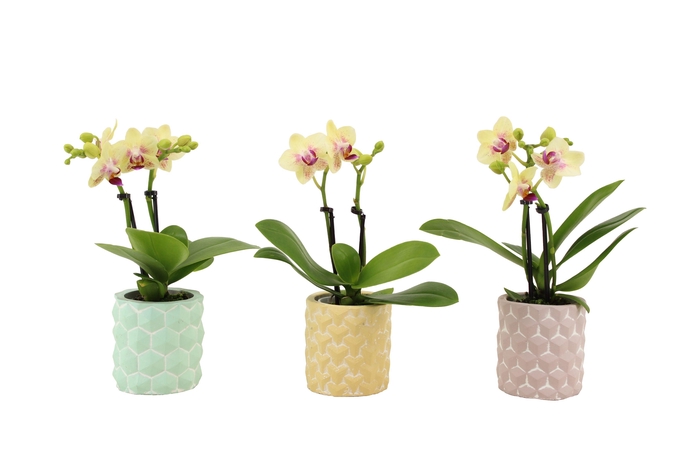 <h4>3D Keramiek Tiny Dolls Geel 2T10+ Aqu@</h4>