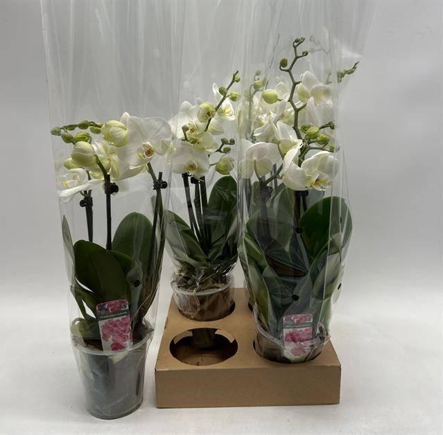 <h4>PHAL OV WIT</h4>