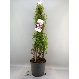 Kolkwitzia amabilis   ...