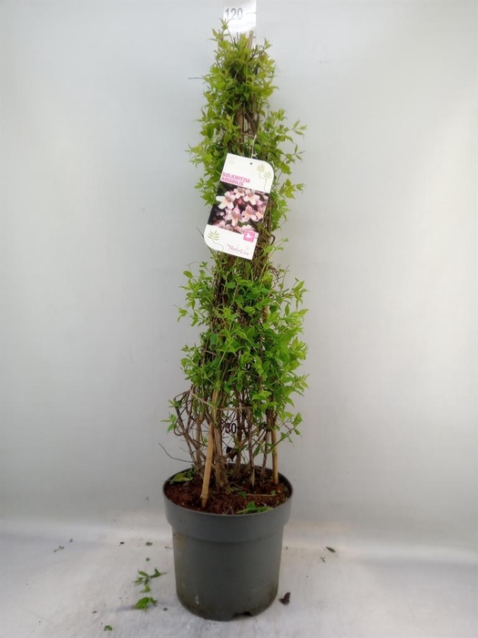 <h4>Kolkwitzia amabilis   ...</h4>