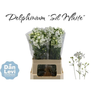 DELPH EN M SIL WHITE
