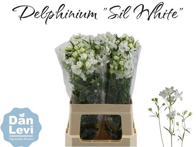 <h4>DELPH EN M SIL WHITE</h4>