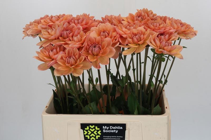 <h4>Dahlia Yelno Harmony</h4>