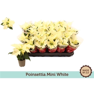 Euph. Poinsettia Mini Alaska White in Sleeve