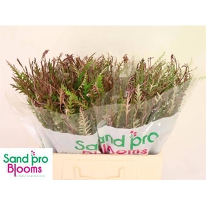 GREVI IVANHOE BRONZE