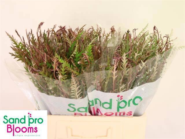 <h4>GREVI IVANHOE BRONZE</h4>