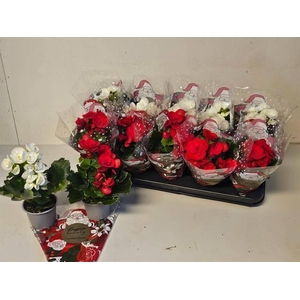BEGONIA XMAS MIX P9