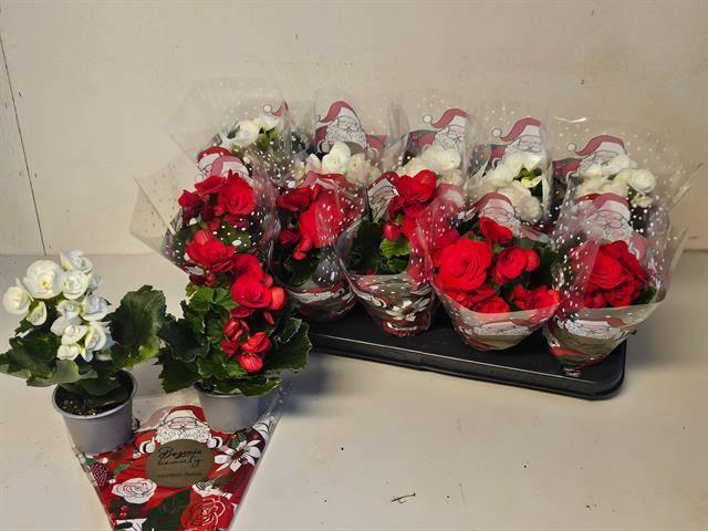 <h4>BEGONIA XMAS MIX P9</h4>