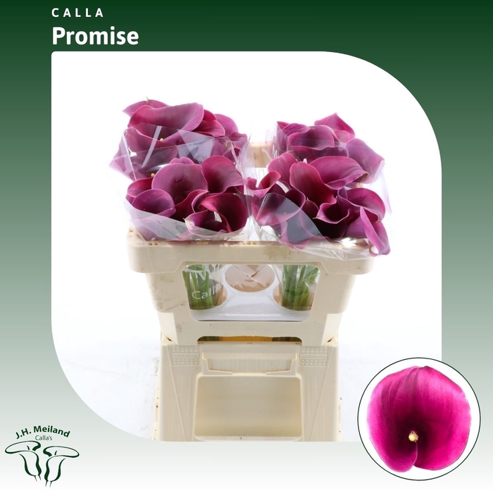 <h4>Calla Promise</h4>