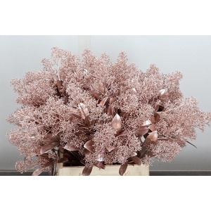 Skim Ov Bs Klb Champagne