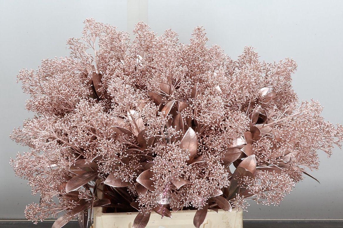 <h4>Skim Ov Bs Klb Champagne</h4>