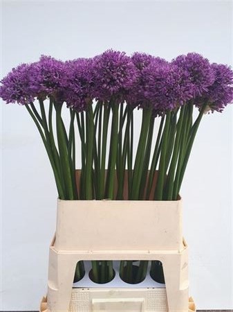 <h4>ALLIUM GLADIATOR</h4>