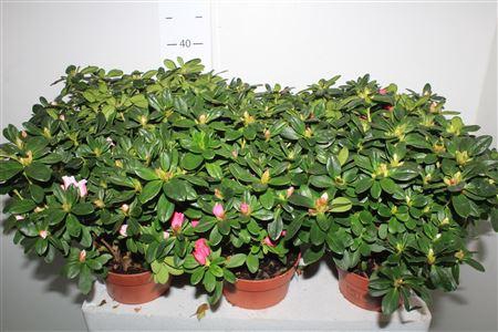 <h4>Rhodo Si Vogel Gem</h4>