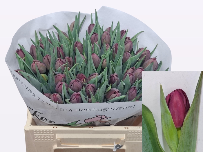 TU DU ALISON BRADLEY