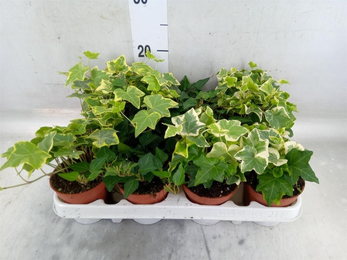 <h4>Hedera   ...mix</h4>