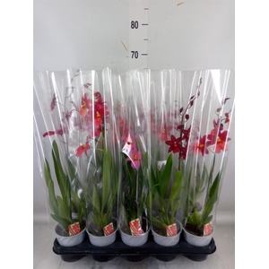 Burrageara  'Nelly Isler'