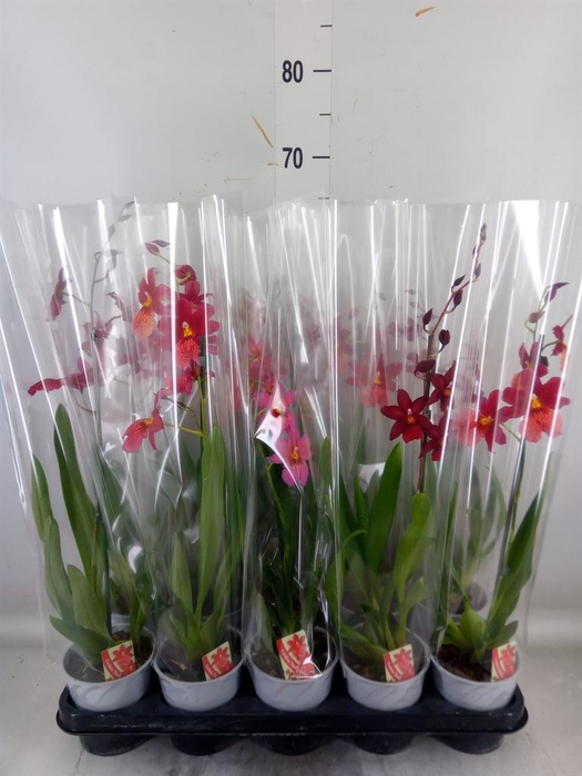 <h4>Burrageara  'Nelly Isler'</h4>