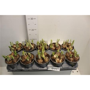 Narc O Tete A Tete 12cm Pot