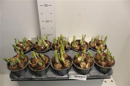 <h4>Narc O Tete A Tete 12cm Pot</h4>