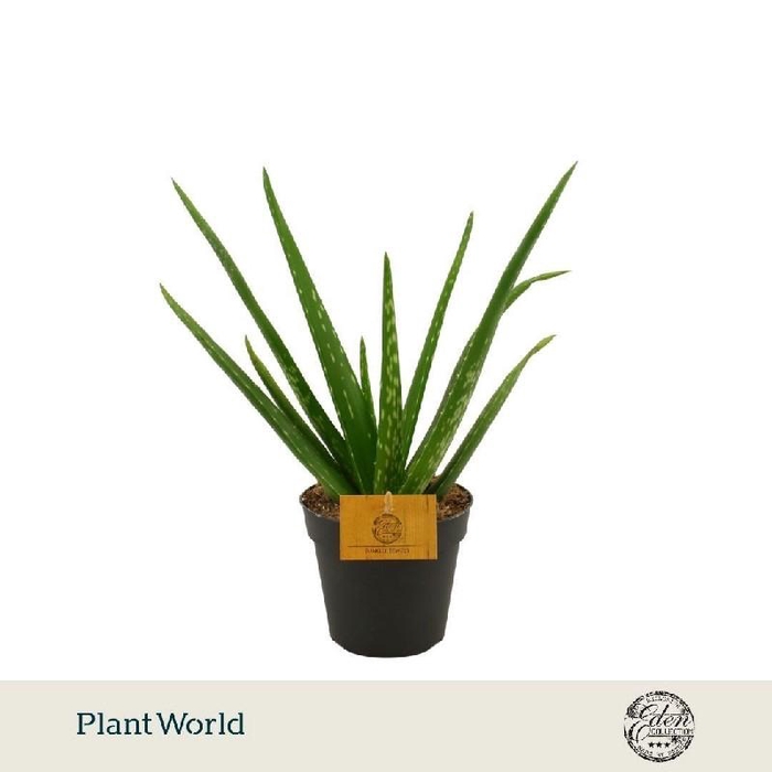 <h4>Aloe Vera</h4>