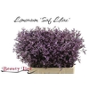 Limon Safora Lilac