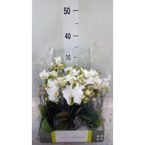 Phalaenopsis multi.   ...white