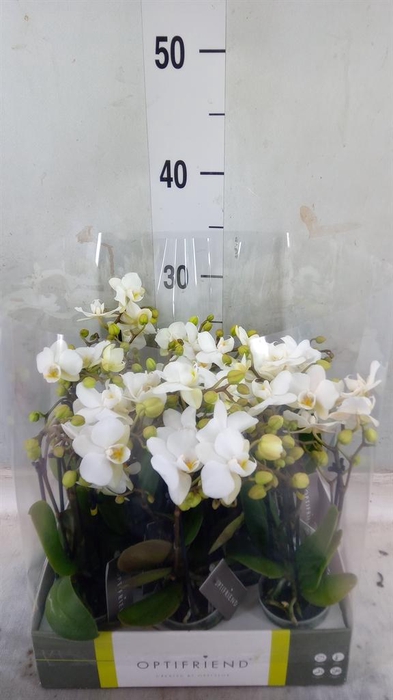 <h4>Phalaenopsis multi.   ...white</h4>
