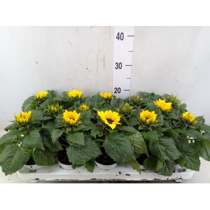 Helianthus an. 'Sunsation'