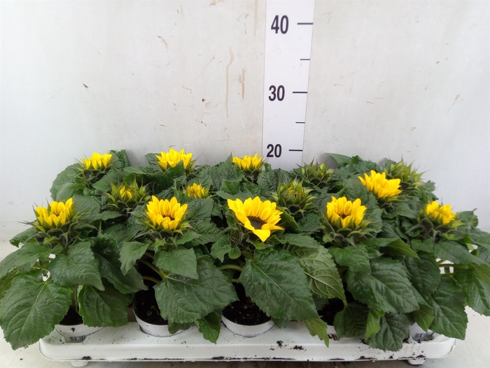 <h4>Helianthus an. 'Sunsation'</h4>