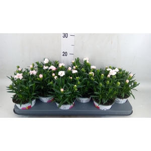 Dianthus  'Super Trouper Oscar'
