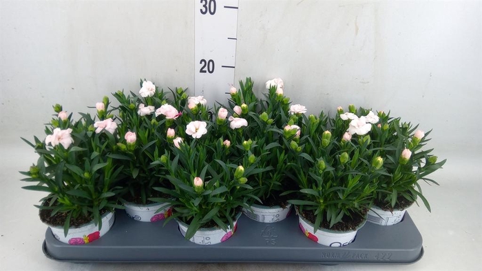 <h4>Dianthus  'Super Trouper Oscar'</h4>
