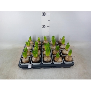 Hyacinthus orie. 'Aiolos'