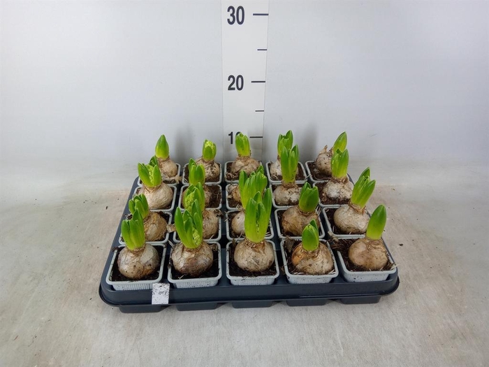 <h4>Hyacinthus orie. 'Aiolos'</h4>