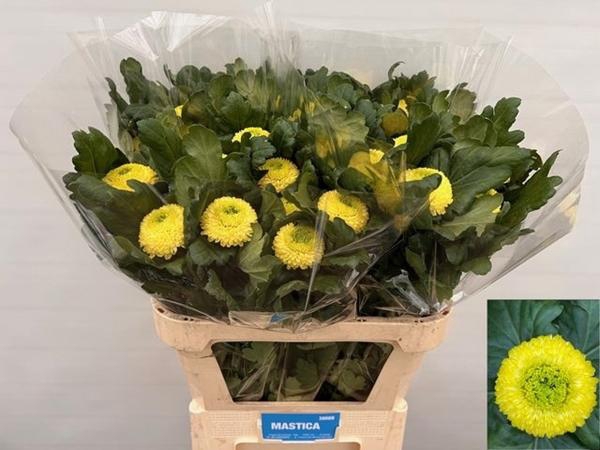 <h4>CHR G BORIS B. SUN</h4>