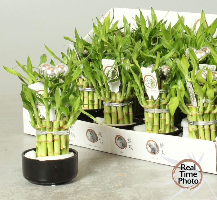 <h4>Dra Lucky Bamboo</h4>