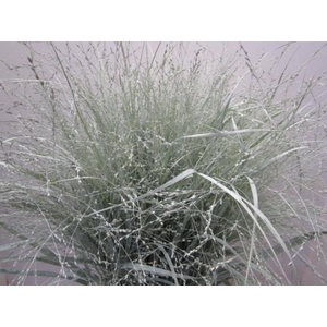 Panicum Warrior Licht Groen