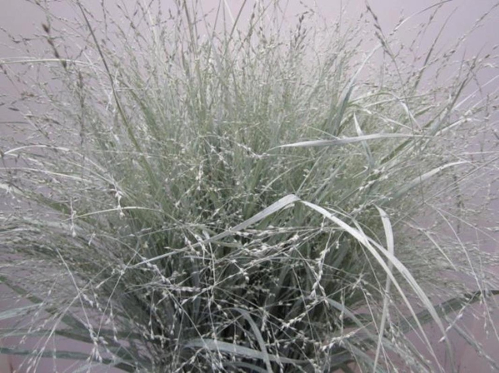 <h4>Panicum Warrior Licht Groen</h4>